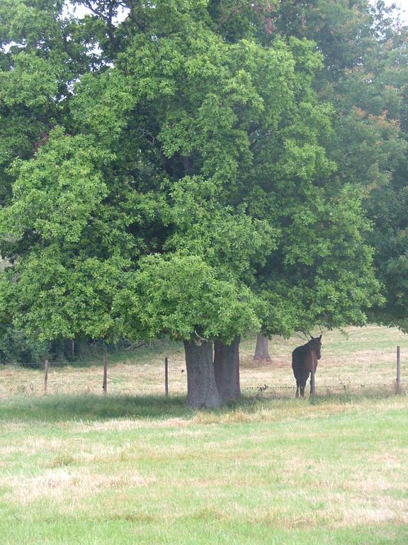 De L'etang Des Noues Holiday home