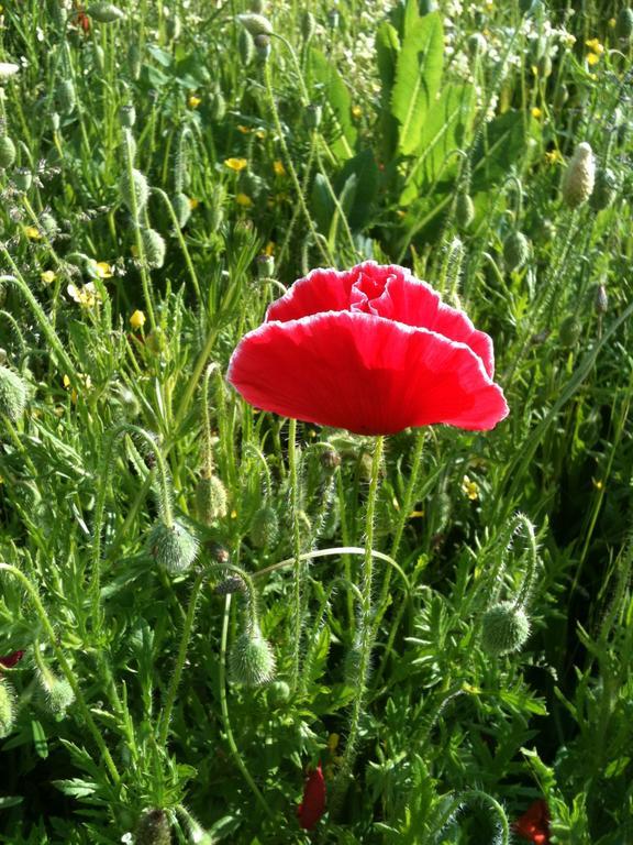 De L'etang Des Noues Holiday home Cholet